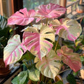 50pcs Mixed Monstera Plant Seeds, Rare Tropical Foliage Variety, Easy to Grow Houseplant, Indoor & Outdoor Decorative Greenery, Exotic Jungle Vibes for Home or Garden Planters