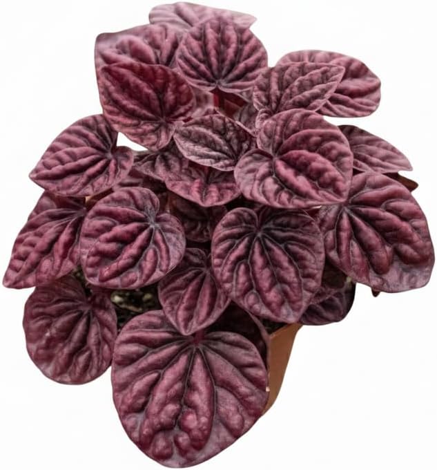 Peperomia 'Ripple Red' (4 inch) - Lucky Houseplants - 4/6 inch Unique Live Decorative Houseplants - Easy to Care Indoor Plants, Perfect for Office, Home & Feng Shui Decor