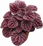 Peperomia 'Ripple Red' (4 inch) - Lucky Houseplants - 4/6 inch Unique Live Decorative Houseplants - Easy to Care Indoor Plants, Perfect for Office, Home & Feng Shui Decor