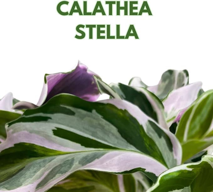 BubbleBlooms Calathea Stella White Fusion Variegated in a 2 inch Pot Tiny Minie Pixie Plant