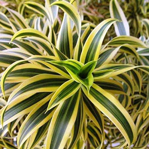 Song of India Plant - 5 Live Plants in 6 Inch Pots - Dracaena Reflexa - Beautiful Easy to Grow Air Purifying Indoor Plant