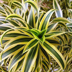 Song of India Plant - 5 Live Plants in 6 Inch Pots - Dracaena Reflexa - Beautiful Easy to Grow Air Purifying Indoor Plant
