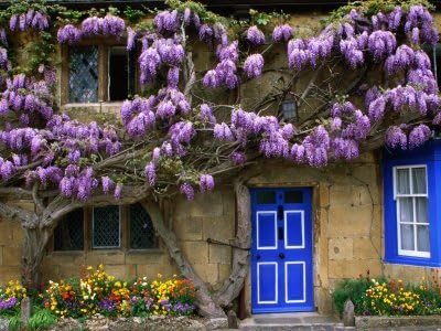 Blue Moon Wisteria Vine - Massive Foot Long Fragrant Flowers - Attract Hummingbirds - 2 - Year Plant by - Japanese Maples and Evergreens
