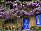 Blue Moon Wisteria Vine - Massive Foot Long Fragrant Flowers - Attract Hummingbirds - 2 - Year Plant by - Japanese Maples and Evergreens