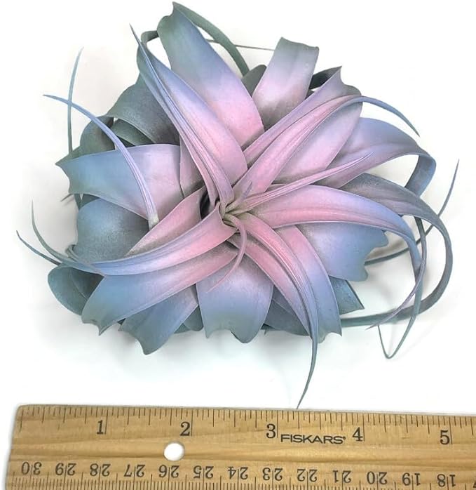 XL Xerographica Colored Air Plant, Live Tillandsia House Plant, Easy Care Indoor Outdoor, Great Gift, Healthy Arrival Guaranteed (Rainbow #4)