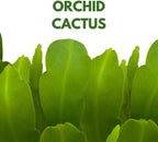 BubbleBlooms Epiphyllum Orchid Cactus in a 4 inch Pot Disocactus ackermannii,