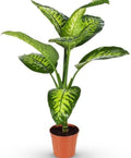 Dieffenbachia 'Dumb Cane' Live Indoor Houseplant, Variegated Green and White Tropical Foliage (6" Plastic)