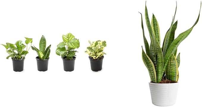 Essential Houseplant Collection (4PK) Live Plants Indoor Plants Live Houseplants in Plant Pots & Costa Farms Live Snake Plant, Easy Care Houseplant in Indoor Garden Plant Pot