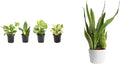 Essential Houseplant Collection (4PK) Live Plants Indoor Plants Live Houseplants in Plant Pots & Costa Farms Live Snake Plant, Easy Care Houseplant in Indoor Garden Plant Pot