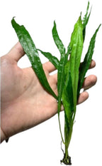 Java Fern and Anubias Aquarium Plant Bundle - Live Freshwater Plants for Aquascaping, Low Maintenance, Easy Beginner Friendly Decor for Fish Tank