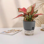 Vanavazon 6 Inch Self Watering Planter Pots for Indoor Plants, 3 Pack African Violet Pots with Wick Rope-Grey