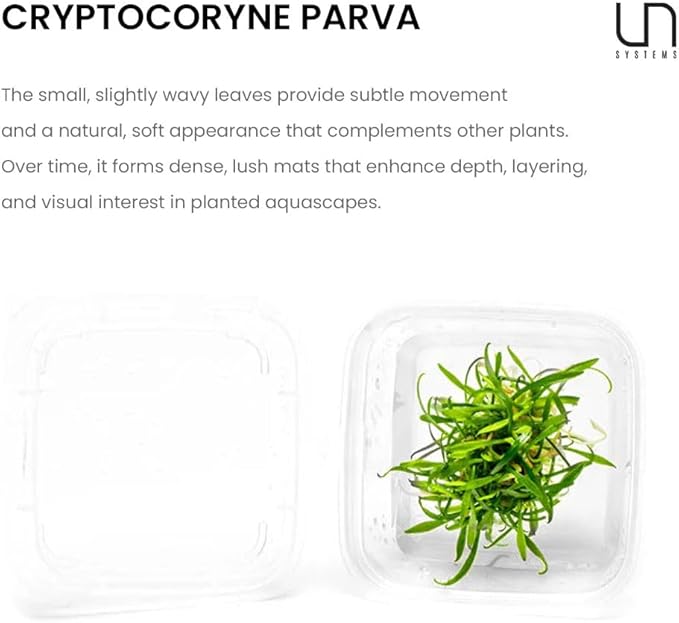 Ultum Nature Systems Live Plants - Crypt Parva (Cryptocoryne parva) - Easy Care, Medium Light, Green Accent, Foreground Placement, Rosette Growth for Aquascaping - Tissue Culture