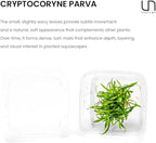 Ultum Nature Systems Live Plants - Crypt Parva (Cryptocoryne parva) - Easy Care, Medium Light, Green Accent, Foreground Placement, Rosette Growth for Aquascaping - Tissue Culture