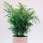 Neanthe Bella Parlor Palm - Live Plant in a 6 Inch Pot - Chamaedorea Elegans - Beautiful Clean Air Indoor Houseplant