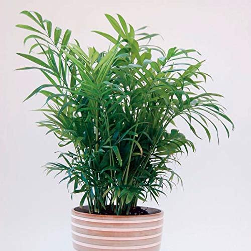 Neanthe Bella Parlor Palm - 5 Live Plants in 6 Inch Pots - Chamaedorea Elegans - Beautiful Clean Air Indoor Houseplant