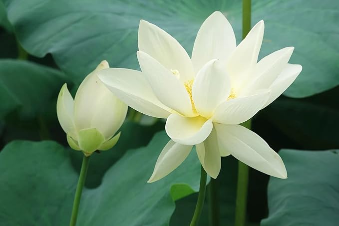 Ficoszo 30PCS Bowl Lotus Seeds Bonsai Lotus Seeds for Planting Water Lily Flower Aquatic Plants Seed Pond Plants Non GMO Home Garden Plant Seed Flowering Aquatic Bonsai Plant (Nelumbo)