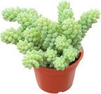 Live Succulent 4" Donkey Tails, Succulents Plants Live, Succulent Plants Fully Rooted, House Plant for Home Office Decoration, DIY Projects, Party Favor Gift by The Succulent Cult