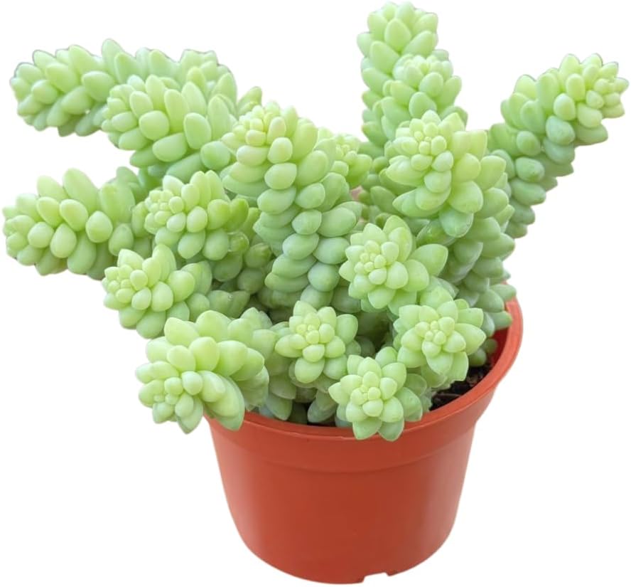 Live Succulent 4" Donkey Tails, Succulents Plants Live, Succulent Plants Fully Rooted, House Plant for Home Office Decoration, DIY Projects, Party Favor Gift by The Succulent Cult