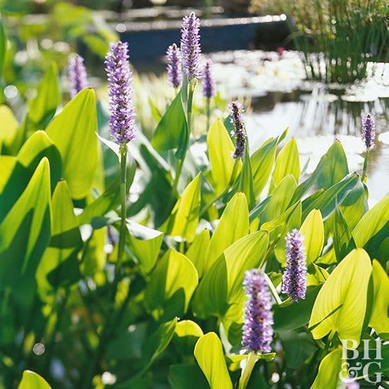 Pickerel Rush Live Pond Plant for Water Garden (White Pickerel Rush, 1)