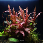 1/3/5 Potted Wendtii Red Crypt (Cryptocoryne Wendtii 'Red') by Shore Aquatic - Perfect for Adding Vibrant Highlights to Aquariums (3 Pack)
