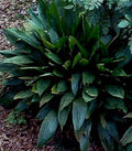 Elegant Potted 2-3' Tall Cast Iron Plant, Aspidistra Elatior, Great for Shade to Part Sun Foilage Plant