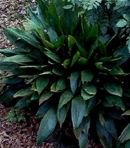 Elegant Potted 2-3' Tall Cast Iron Plant, Aspidistra Elatior, Great for Shade to Part Sun Foilage Plant