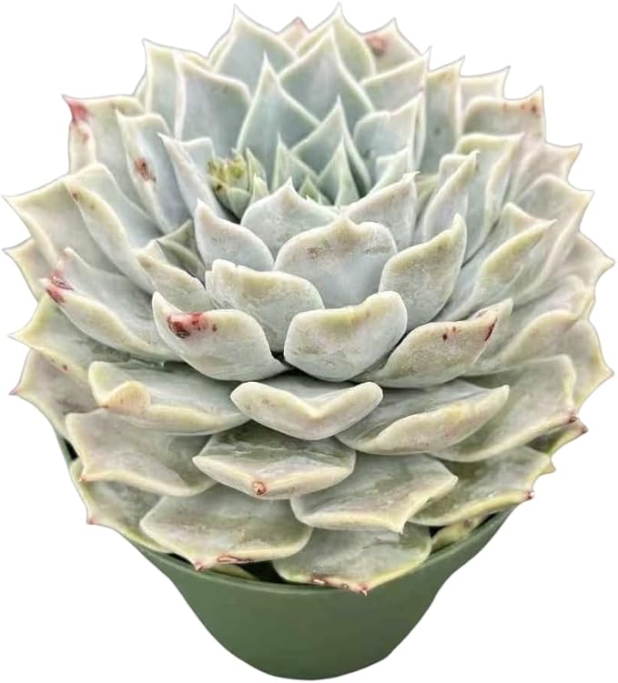 Sprout N Green Echeveria Pink Lover, 1 Live Succulent Plant Fully Rooted in 4" Pot, House Plant for Indoor Outdoor Home Office Wedding Decoration DIY Project Party Favor