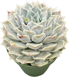 Sprout N Green Echeveria Pink Lover, 1 Live Succulent Plant Fully Rooted in 4" Pot, House Plant for Indoor Outdoor Home Office Wedding Decoration DIY Project Party Favor