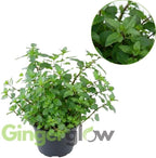 Chocolate Mint Plants Live, Mint Plants for Inside and Home Décor, 3-Inch Potted Fresh Herb for Kitchen Gardens and Indoor Growing
