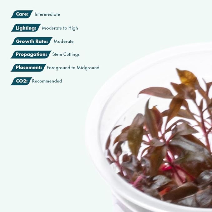 SubstrateSource Live Plant - Alternanthera Reineckii 'Mini' Red Stem Tissue Culture Aquatic Live Aquarium Plant - 100% Snail Free in Vitro Cup (AR Mini)