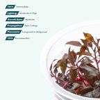 SubstrateSource Live Plant - Alternanthera Reineckii 'Mini' Red Stem Tissue Culture Aquatic Live Aquarium Plant - 100% Snail Free in Vitro Cup (AR Mini)