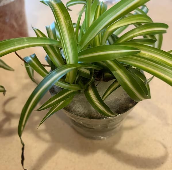 Curly Spider Plant Live House Plants, Air Purifying Plants Indoor Chlorophytum Airplant 4" Pot
