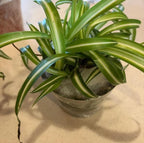 Curly Spider Plant Live House Plants, Air Purifying Plants Indoor Chlorophytum Airplant 2" Pot