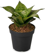 Snake Plant Black Robusta (4 inch) - Lucky Houseplants - 4/6 inch Unique Live Decorative Houseplants - Easy to Care Indoor Plants, Perfect for Office, Home & Feng Shui Decor