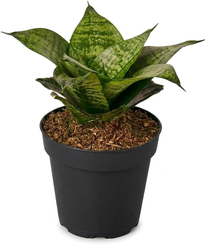 Snake Plant Black Robusta (4 inch) - Lucky Houseplants - 4/6 inch Unique Live Decorative Houseplants - Easy to Care Indoor Plants, Perfect for Office, Home & Feng Shui Decor
