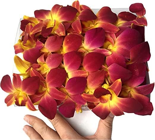Miami Fresh Orchid Loose Bloom PERISHABLE flowers OrchidClub USA Sunne Tropical DIY lei, food & drink decoration (100 YELLOW)