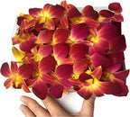 Miami Fresh Orchid Loose Bloom PERISHABLE flowers OrchidClub USA Sunne Tropical DIY lei, food & drink decoration (100 YELLOW)
