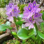 200 Water Hyacinth Seeds for Planting Pond Plants - Aquatic Plants for Water Gardens Koi Ponds and Outdoor Decor - Vibrant Water Plants for Natural Filtration and Backyard Ponds