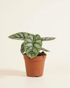Alocasia Silver Dragon – 4" Live Plant | Rare Jewel Alocasia | Silver Textured Leaves | Exotic Tropical Houseplant | Collector Indoor Plant