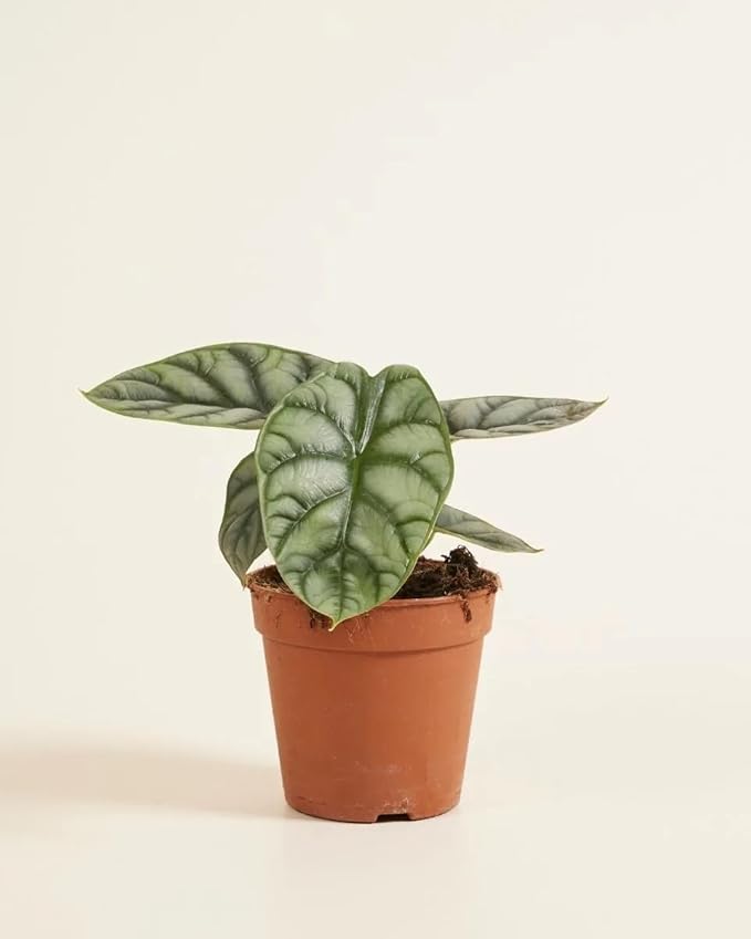 Alocasia Silver Dragon – 4" Live Plant | Rare Jewel Alocasia | Silver Textured Leaves | Exotic Tropical Houseplant | Collector Indoor Plant