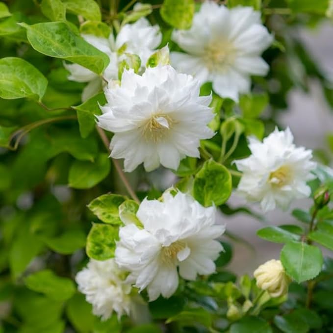 Clematis Vine Plant, Clematis Vine Plants Live in 2.5 Inch Pot, Perennial Climbing Flowers Plants Live for Outdoor Garden (Double White Flowers)