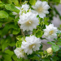 Clematis Vine Plant, Clematis Vine Plants Live in 2.5 Inch Pot, Perennial Climbing Flowers Plants Live for Outdoor Garden (Double White Flowers)