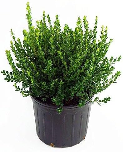 RedCrocus Green Gem' Hybrid Boxwood- Evergreen Shrub for Hedges & Borders, Deer Resistant, Pet Safe, Container Friendly, Well-Drained Soil, Easy Care 1 Gallon