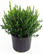 RedCrocus Green Gem' Hybrid Boxwood- Evergreen Shrub for Hedges & Borders, Deer Resistant, Pet Safe, Container Friendly, Well-Drained Soil, Easy Care 1 Gallon