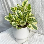 Baby Rubber Plant Live Indoor, Variegated Peperomia Obtusifolia Plant in 4'' Inch Pot, Low-Maintenance Peperomia Live Plant, Ideal Plant for Home & Office
