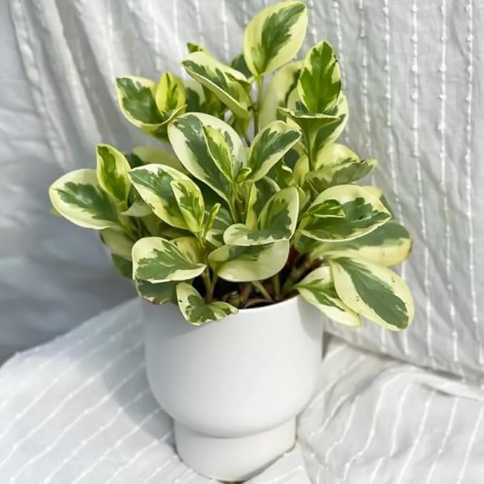 Baby Rubber Plant Live Indoor, Variegated Peperomia Obtusifolia Plant in 4'' Inch Pot, Low-Maintenance Peperomia Live Plant, Ideal Plant for Home & Office