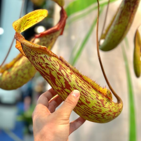 Nepenthes Gaya Live Plant in 2" Pot - Nepenthes Gaya Carnivorous Live Plants - Air Purifying Indoor House Plants Flowers for Home Office Wedding Decor & Birthday Gift (Heat Pack Included)
