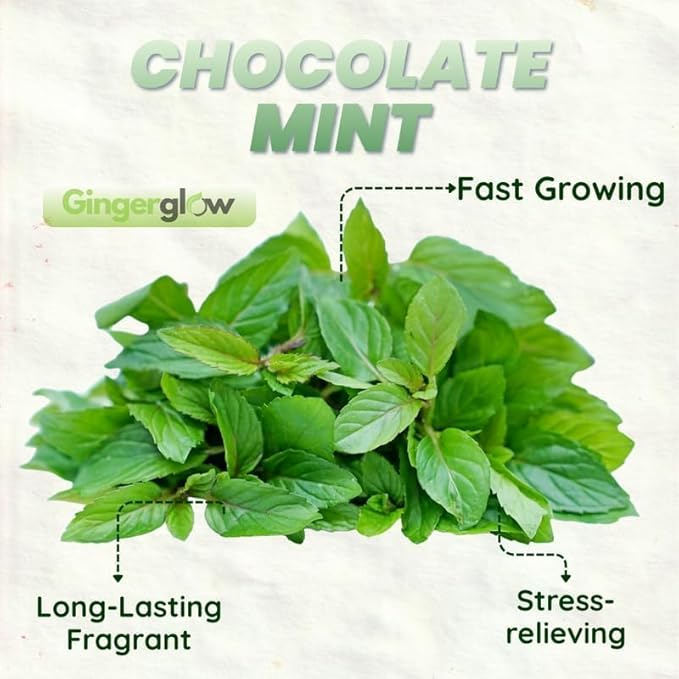 Chocolate Mint Plants Live, Mint Plants for Inside and Home Décor, 3-Inch Potted Fresh Herb for Kitchen Gardens and Indoor Growing