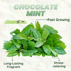 Chocolate Mint Plants Live, Mint Plants for Inside and Home Décor, 3-Inch Potted Fresh Herb for Kitchen Gardens and Indoor Growing