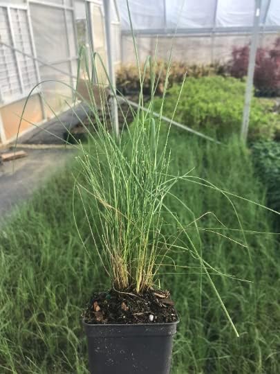 3 Pink Muhly Grass in 2.5 Inch Containers (3 Pots of Plants) by Daylily Nursery, Ships from Rock Island Tennesee. Grown on Our own Farm
